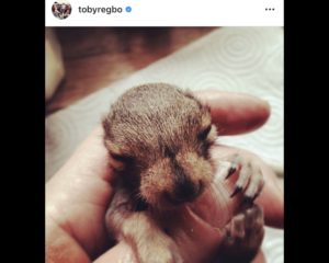 Toby Regbo: DIAH2 giugno 2020. Toby Regbo - Squirrel's got bristles. (Instagram - 2014)